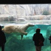 Polar Bear Swimming by randy23