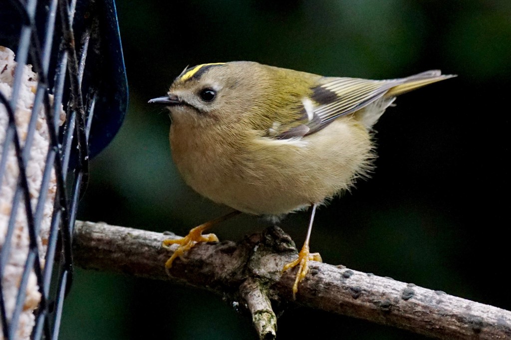 GOLDCREST AT THE FEEDER by markp