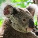 matching by koalagardens