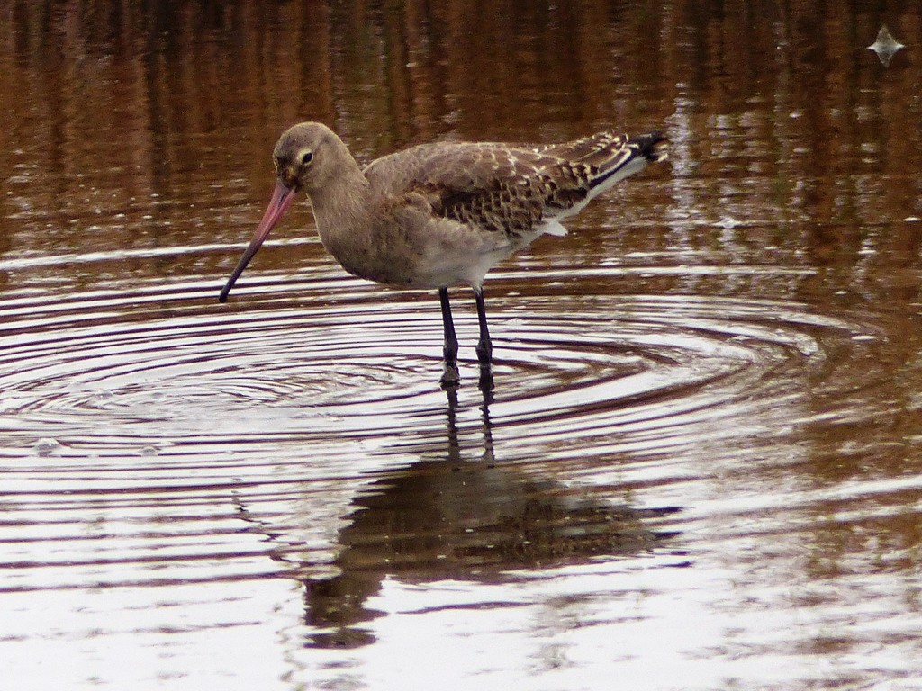  Godwit at Lodmore RSPB Reserve by susiemc