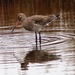  Godwit at Lodmore RSPB Reserve by susiemc