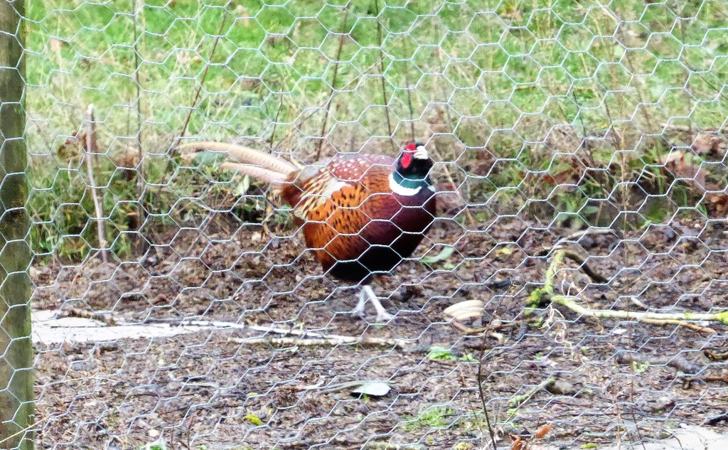 A Pheasant!!!! At My New House!!! by susiemc