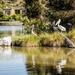 Pelican Island by nicolecampbell