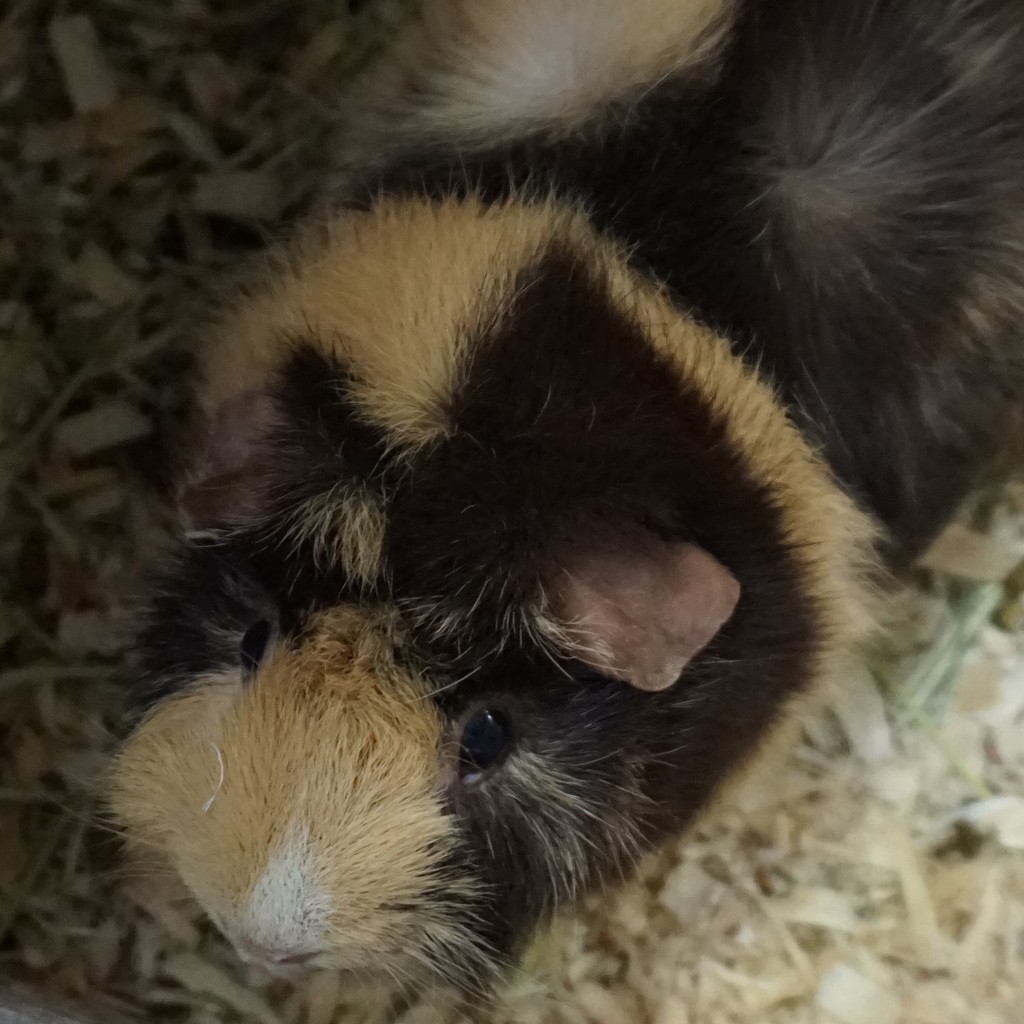 Hello guinea pig by tunia