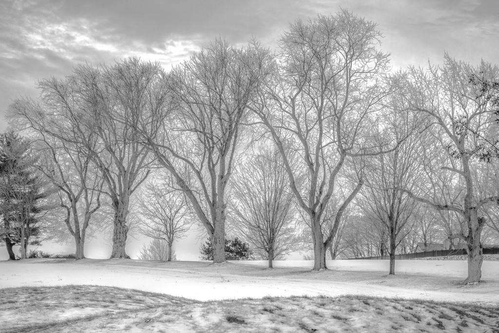 winter trees by jernst1779