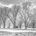 winter trees by jernst1779