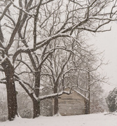 20th Jan 2018 - Snowing on trees and shed