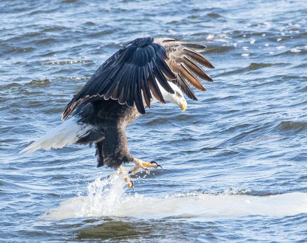 Eagle trying to surf by dridsdale