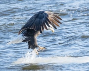 22nd Jan 2018 - Eagle trying to surf