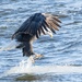 Eagle trying to surf by dridsdale