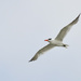 Caspian tern in flight by maureenpp