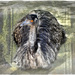 Emu with a new background. by ludwigsdiana