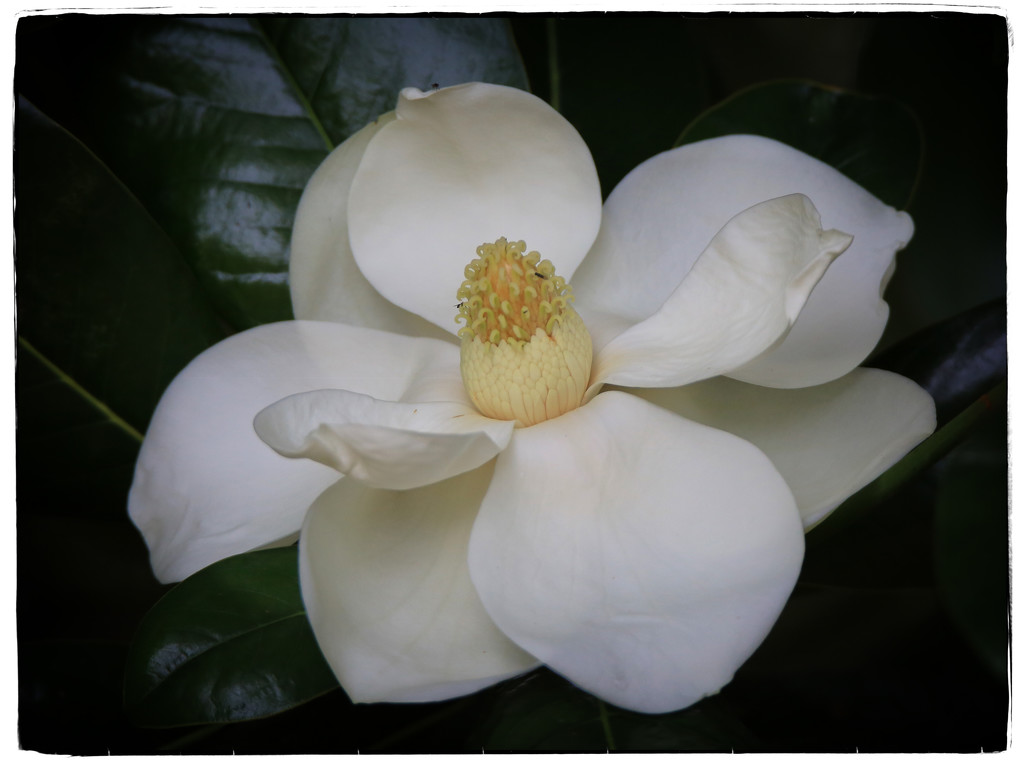 Magnolia by rustymonkey