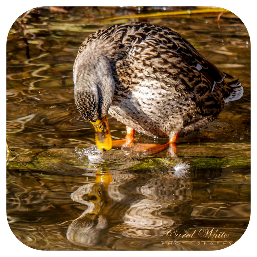Thirsty Duck by carolmw