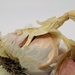 Garlic by carole_sandford