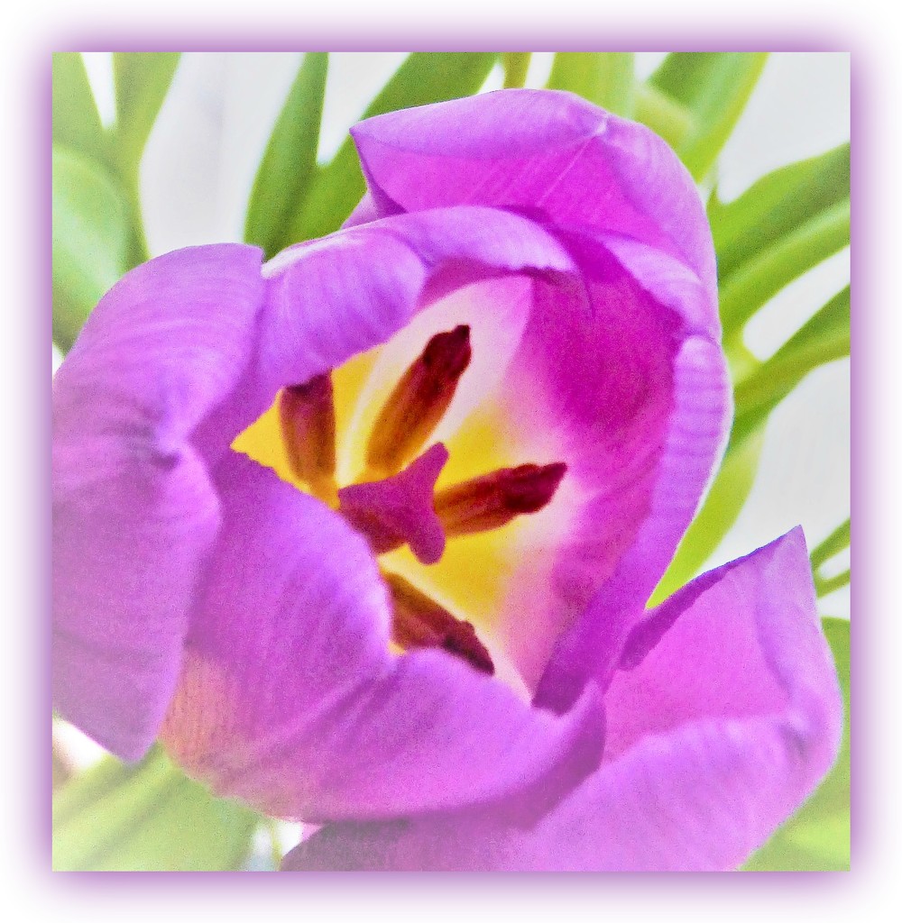 Purple Tulip  by beryl