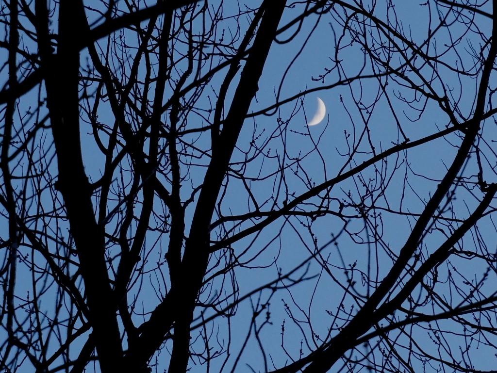 Just a sliver of moon by tunia