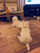 23rd Jan 2018 - Two dogs watching TV