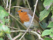 6th Oct 2017 - Gorgeous Robin