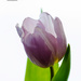 Light purple tulip by elisasaeter