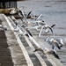 Flying Gulls at Otley by lumpiniman