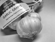 23rd Jan 2018 - Mundane Garlic