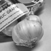 Mundane Garlic by bizziebeeme