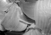 16th Jan 2018 - Abstract garlic