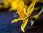 23rd Jan 2018 - Daffodil epilogue