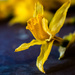 Daffodil epilogue by jernst1779