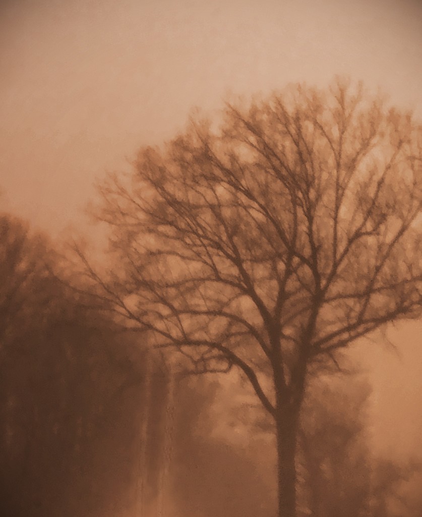 Day 129:  Foggy Morning by sheilalorson