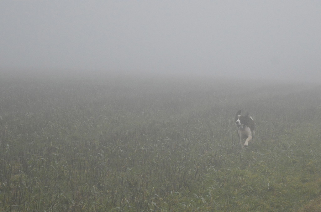 Fog and Dog by redandwhite