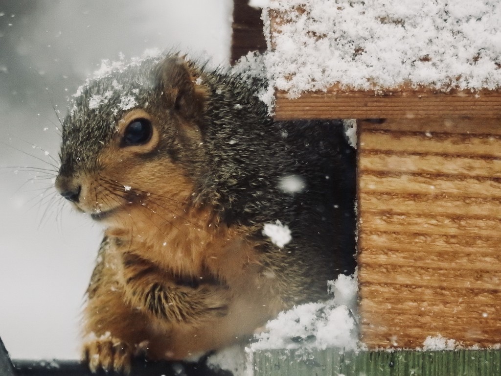 snowy squirrel by amyk