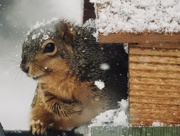 23rd Jan 2018 - snowy squirrel