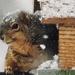snowy squirrel by amyk