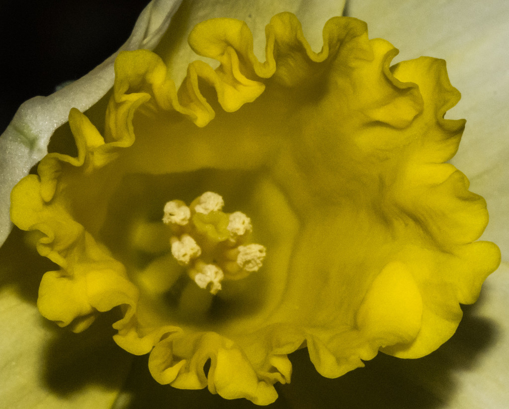 Daffodil by dakotakid35