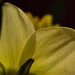 Daffodil2 by dakotakid35