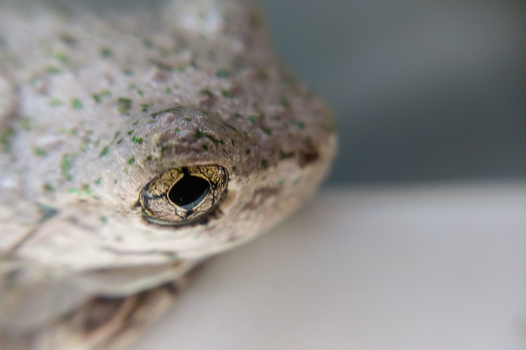 Frog eye. by jeneurell