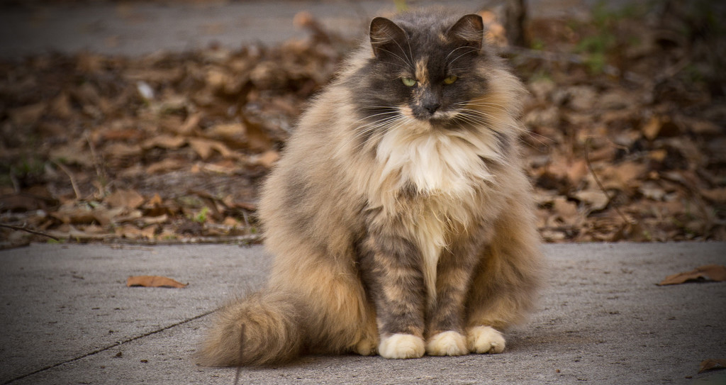 Feral Cat With It's Winter Coat! by rickster549