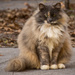 Feral Cat With It's Winter Coat! by rickster549