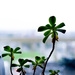Backlit succulent  by cristinaledesma33