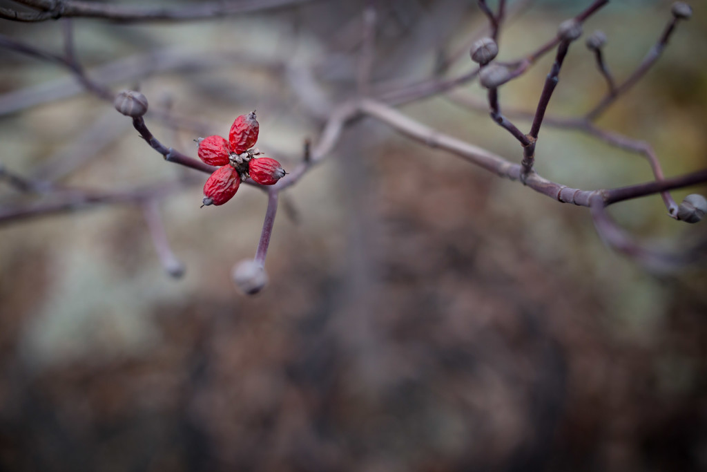 More Winter Berries by tina_mac