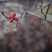 More Winter Berries by tina_mac