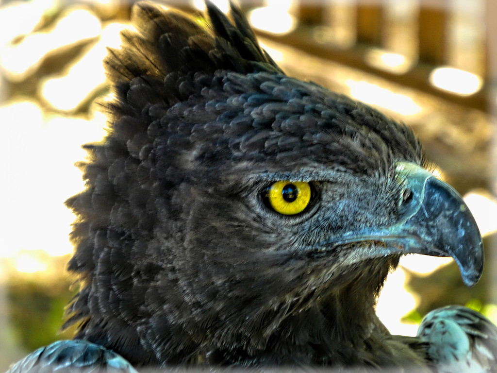 Black Eagle at Eagle Encounters. by ludwigsdiana