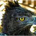 Black Eagle at Eagle Encounters. by ludwigsdiana
