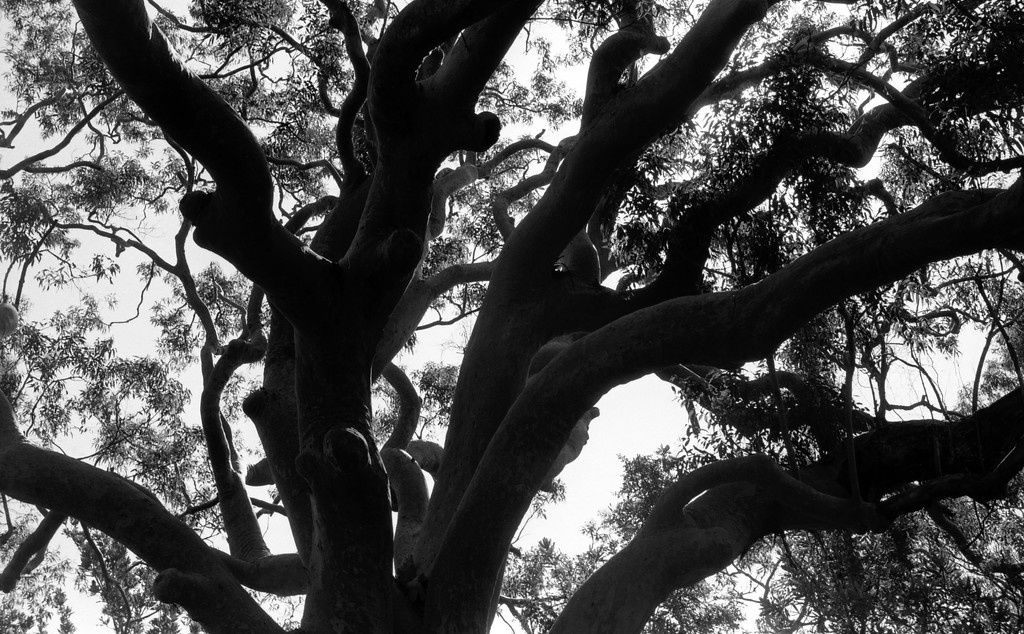 Angophora by peterdegraaff