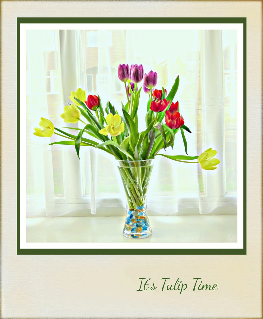 It's Tulip Time  by beryl