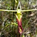 Large Tongue orchid by judithdeacon
