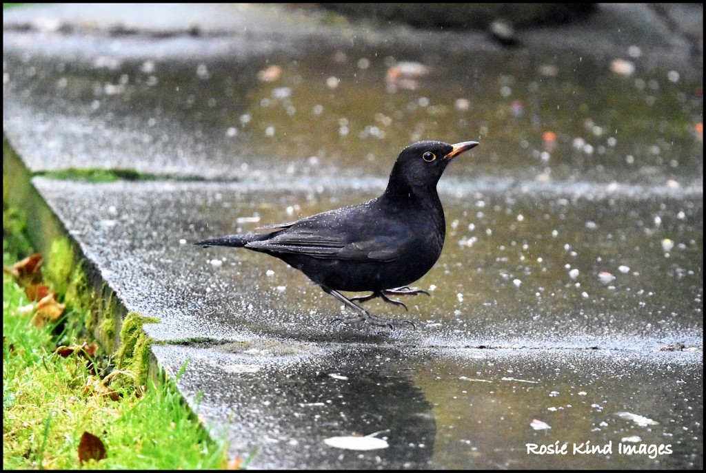 Blackbird on a rainy day by rosiekind