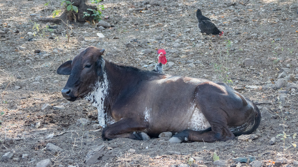 The Chicken Lays Down with the Cattle by rminer